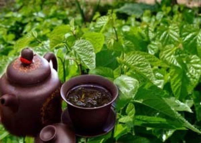 Premium Chinese Herbal Tea Dried Mulberry Leaf Tea Organic Mulberry Leaves Tea