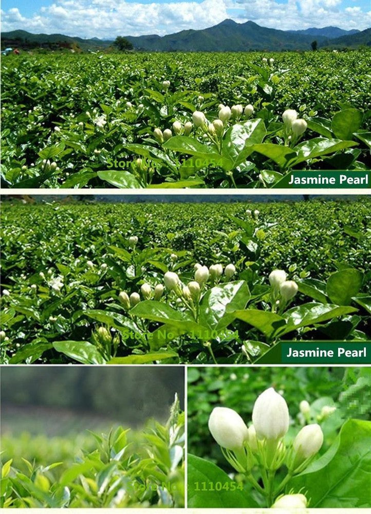 250g Chinese Organic Jasmine Tea Green Tea Flower Tea Herbal Floral Natural Food