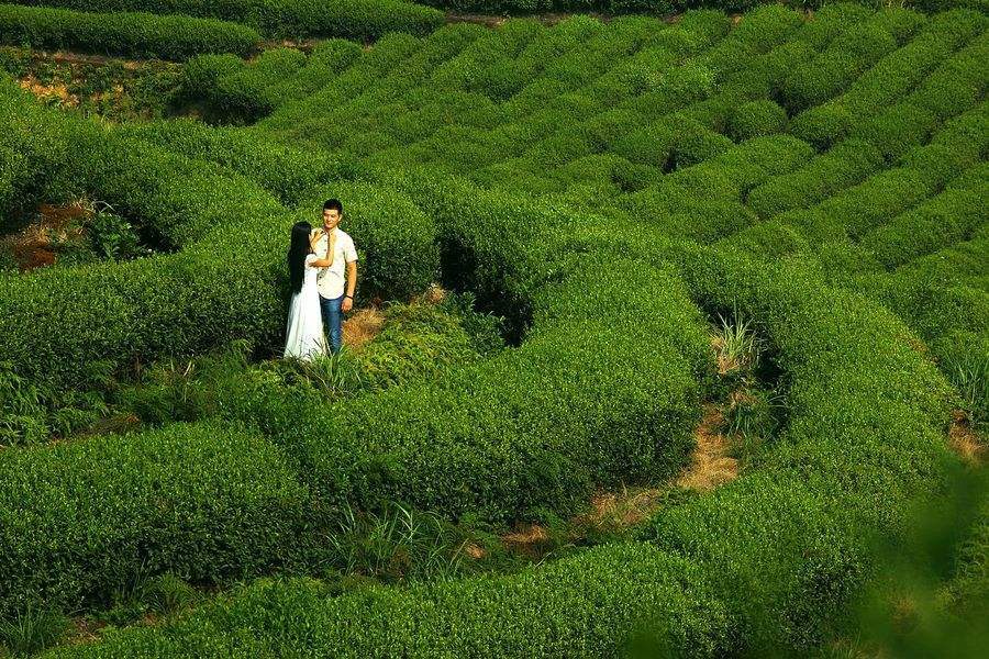 AAAAA 50g Factory Direct Tieguanyin Tea Green Tea Anxi Tie Guan Yin Oolong Tea