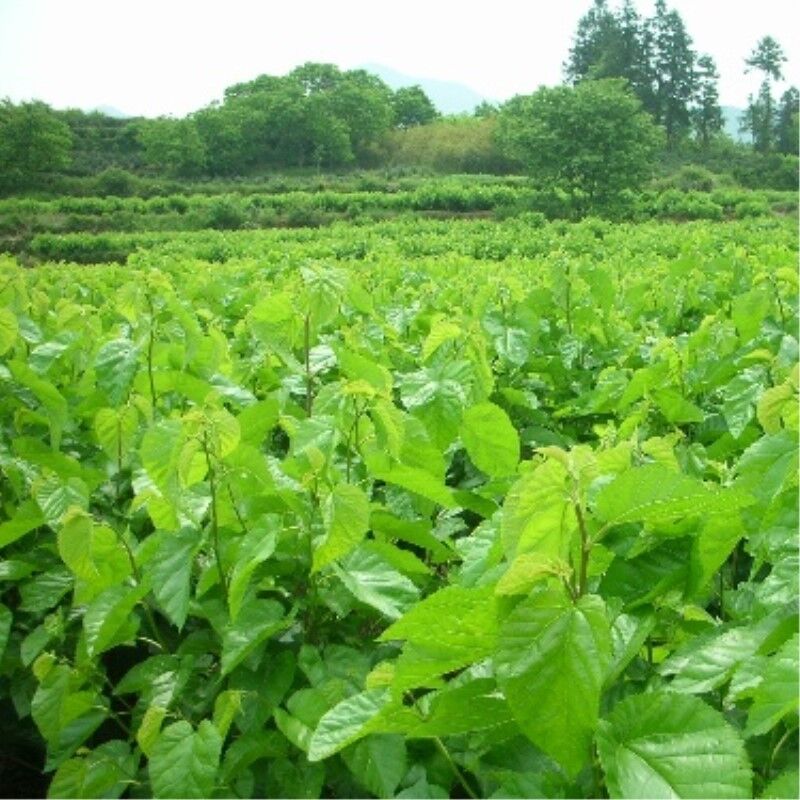 New Healthy Drink Dried Mulberry Leaf Tea Natural Herbal Tea Organic Chinese Tea