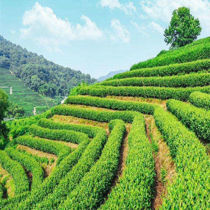 357g Batch 001 Top-grade Dayi Ripe Puer Tea TAETEA Gao Shan Yun Xiang Puer Tea
