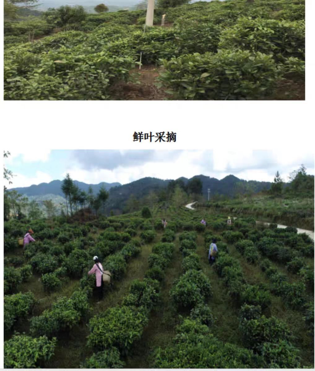 Yunnan Lincang Fengqing Xia Shan Mountain Green Tea Grade I 160g
