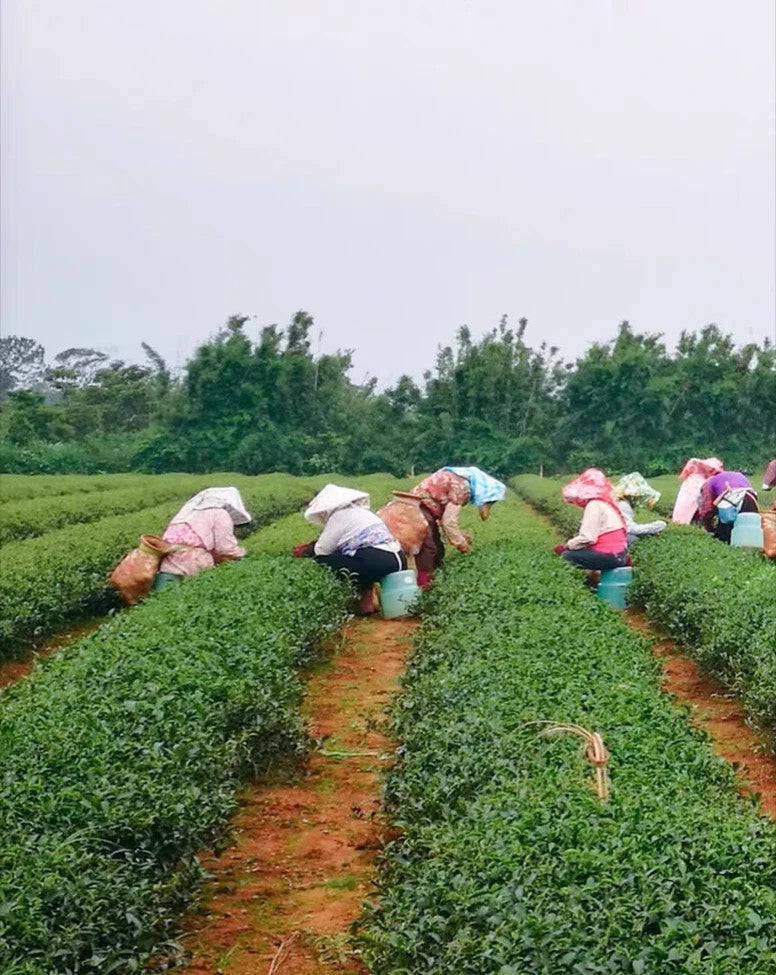 500g Chinese high mountain oolong tea - Oriental Beauty Unique oolong tea