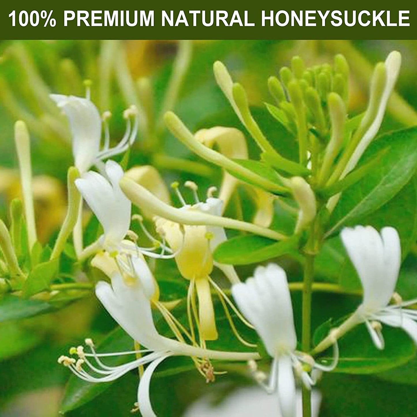 TEARELAE Dried Honeysuckle flower Tea 57g Lonicera Japonica Herbal Tea