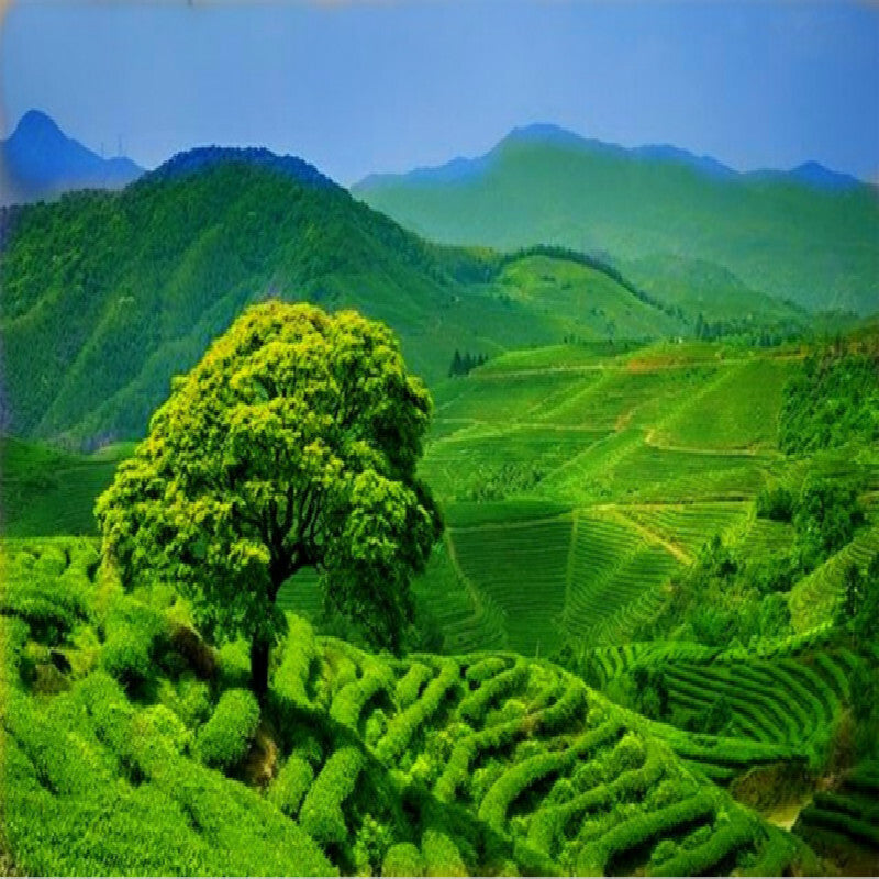 Golden Sail Old Ripe Puer Tea Brick Jinfan Brick Tea 2852 Aged Puer Tea 250g