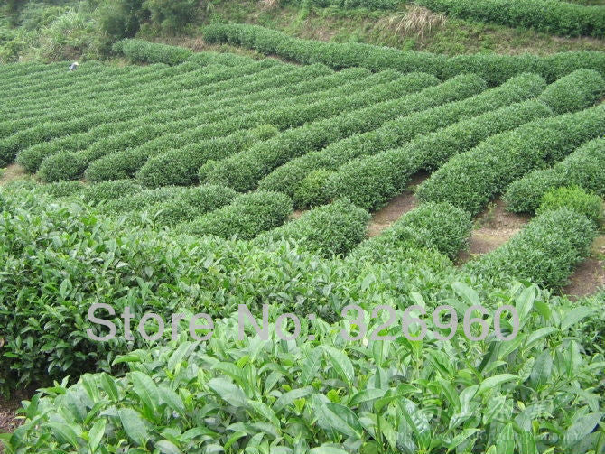Cooked Pu'er Tea10 Kinds of Different Pu-erh Tea Top-grade Mini Puerh Tea