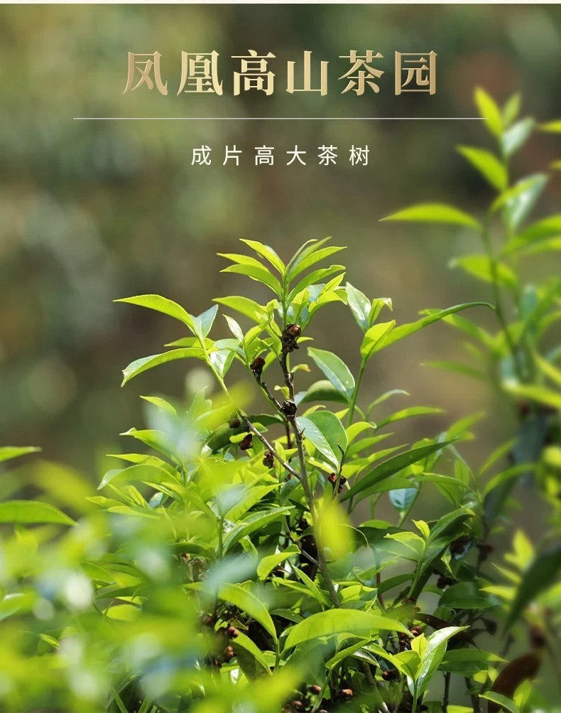 250g Phoenix Dancong Oolong tea FengHuang dancong tea Zhilan Fragrance 125g*4