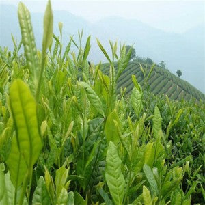 Green Tea Peach Flavour Organic Oolong Tea Taiwan 250g Alishan HighMountain Tea
