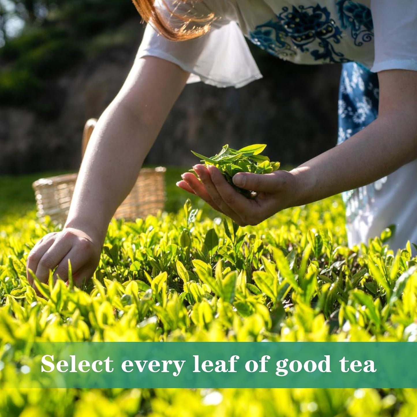 Chinese Pu'er Tea - Puerh Tea Bag Yun Nan Puer Tea Bags Pu erh Tea Organic China Puer Tea 16 Bags 48g/1.7oz 云南普洱熟茶