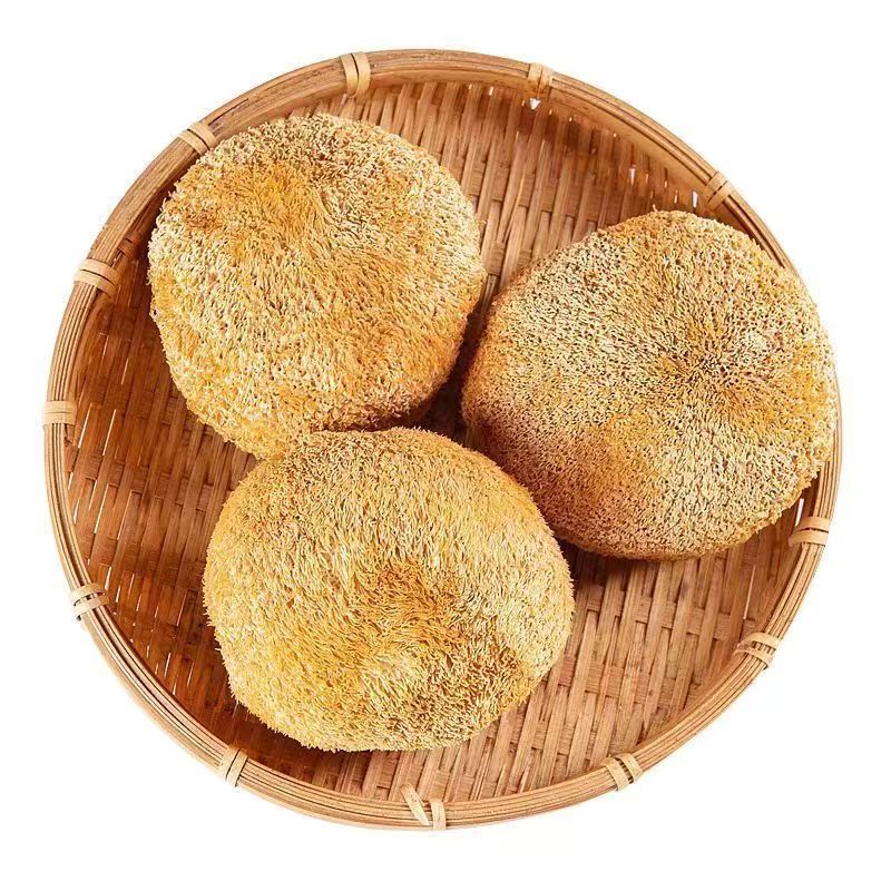 Wild Lion's Mane Mushroom Premium Hericium Erinaceus Very Delicious Top Quality