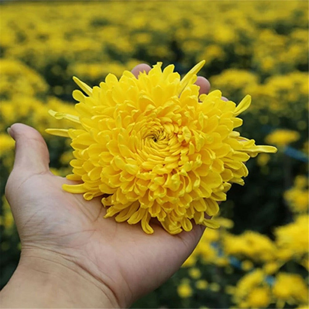 Premium Yellow Chrysanthemum Tea Big Blooming Flower Dry Herbal Tea Chinese Tea