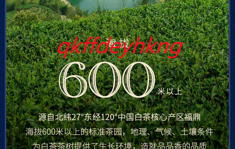 Fuding White Tea 2023 New Tea High Mountain Shou Mei Tea 福鼎白茶2023新茶高山寿眉茶 40g