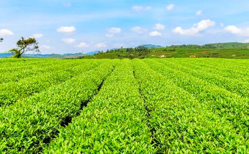 Green Tea Anxi Tie Guan Yin Oolong Tea 50g Natural Chinese Lose Weight Tea
