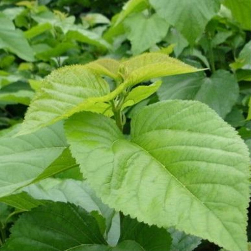 Premium Chinese Herbal Tea Dried Mulberry Leaf Tea Organic Mulberry Leaves Tea