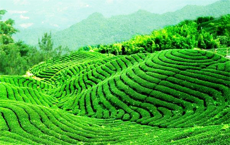 High Quality Ripe Pu Erh Tea Health Care Puer Tea 100g Slimming Tea Meng Hai Tea