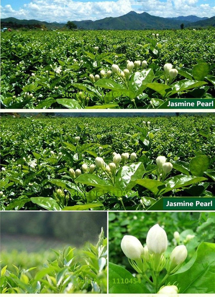 50g Early Spring High Quality Floral Jasmine Tea Fresh Tea Fragance Herbal Tea