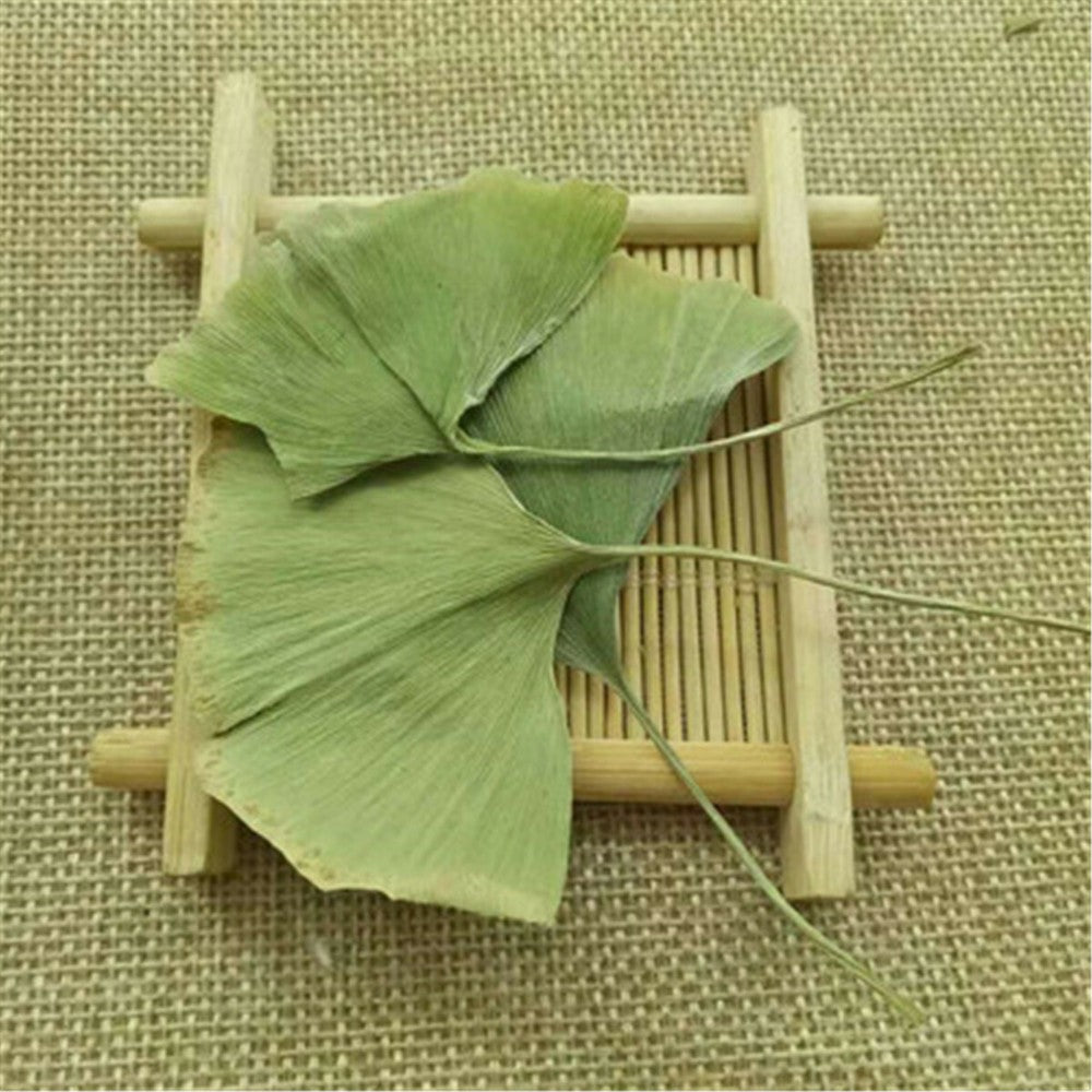 Ginkgo Biloba Leaves Chinese Wild Ginkgo Tea Medicinal Tea Healthy Herbal Tea