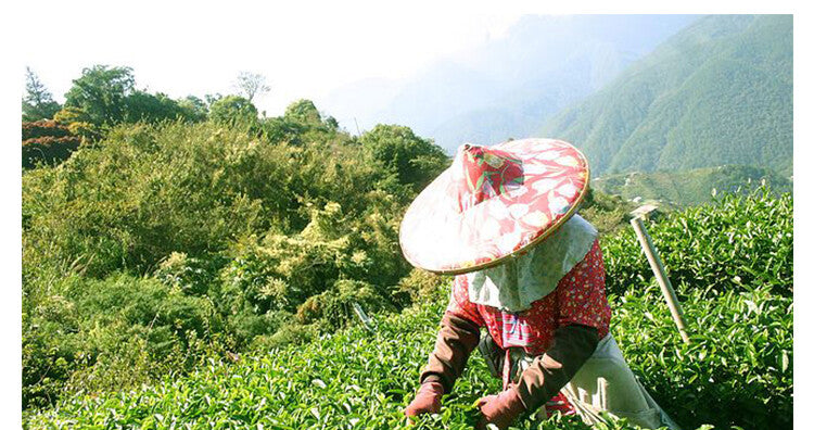Longjing Green Tea Chinese Spring Xi Hu Dragon Well Loose Tea Long Jing Tea