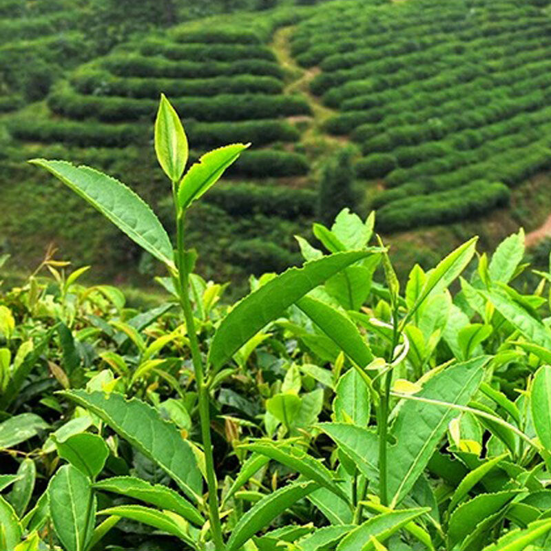 HelloYoung Milk Oolong Tea - Oolong Tea Loose Leaf - Taiwan High Mountain Tea