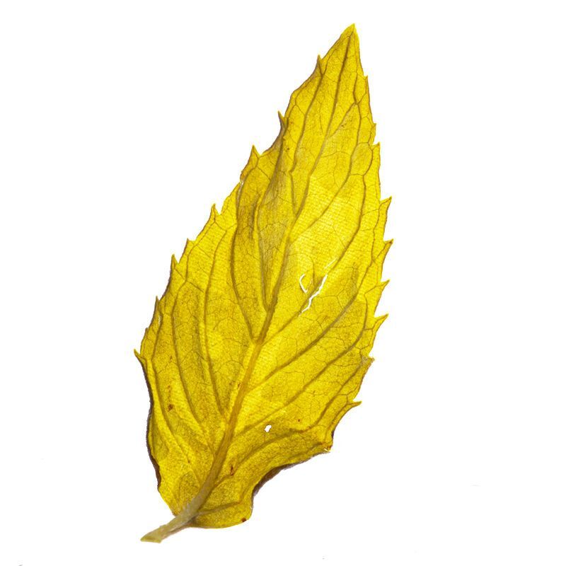 Mint Leaf Herbal Tea Dried Mint Leaf Tea Fresh Mint Tea 25g Edible Herbal Tea