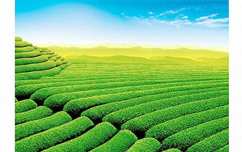 100g Organic Slimming Flower Tea Herbal Tea Lose Weight Puer Diet Tea 10pcs/bag