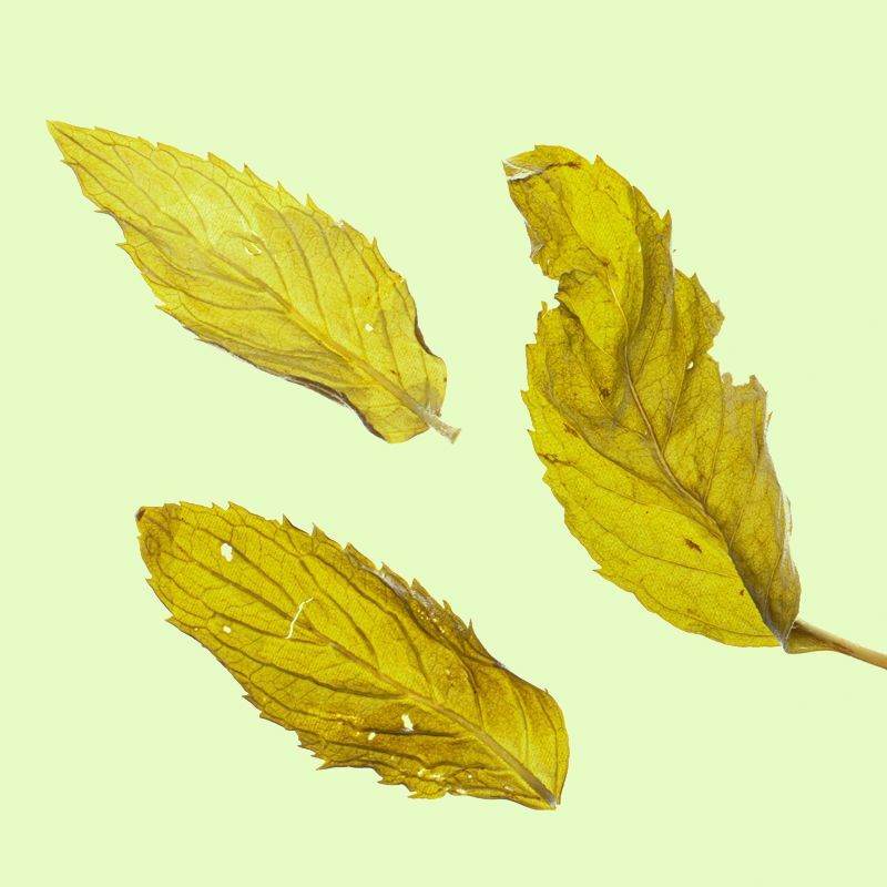 Mint Leaf Herbal Tea 25g Dried Mint Leaf Tea Fresh Mint Tea Edible Herbal Tea