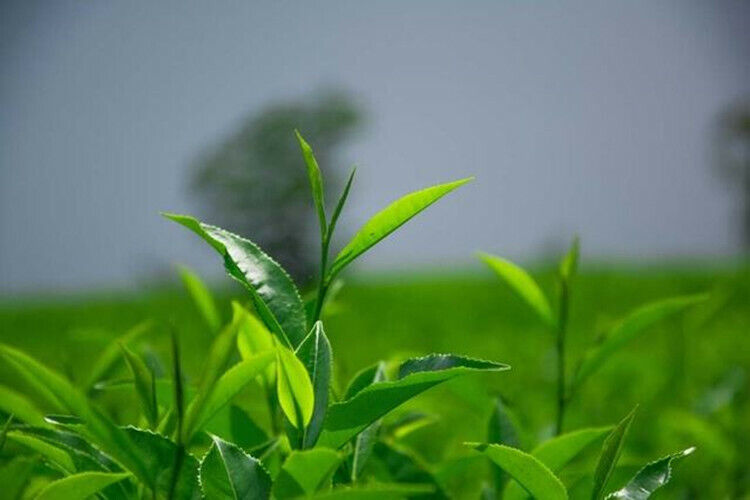 100g China pu-erh tea old ban zhang ripe tea shu cha organic Tea