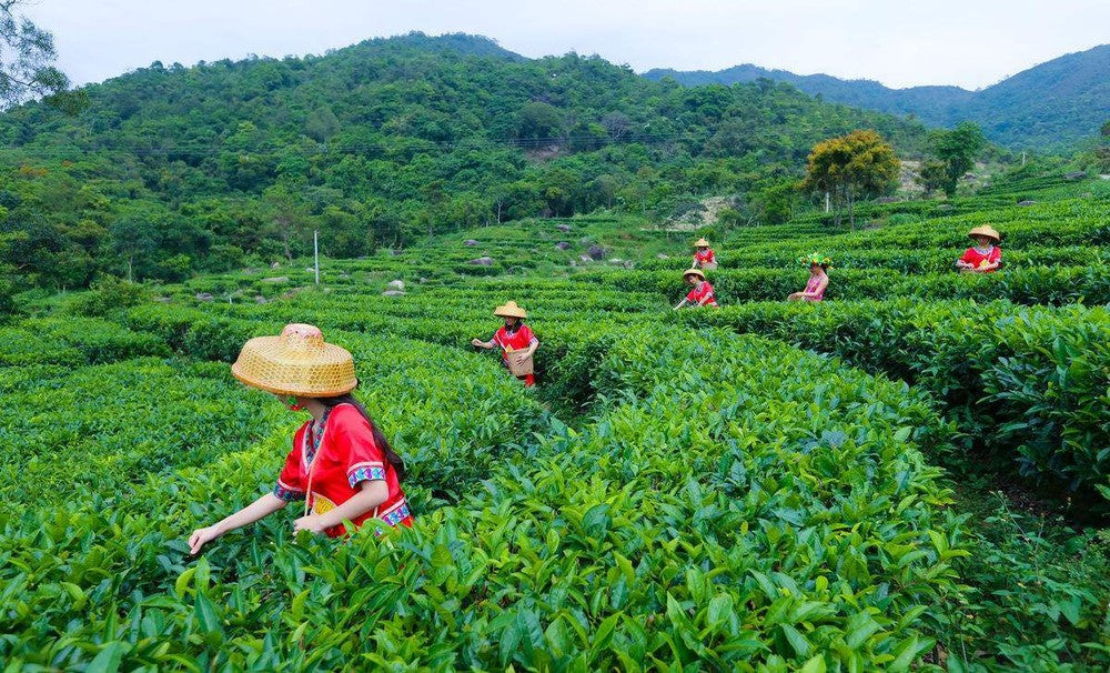 10PCS / bag 100g Herbal Tea Organic Puer Tea Flower Tea To Lose Weight Slimming