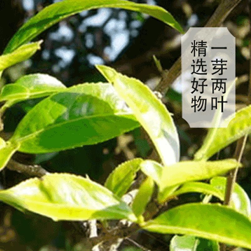 Xigui Yunnan Puerh Raw Tea Authentic Pu'er Tea Cake Old Tree High-Grade Tea 357g