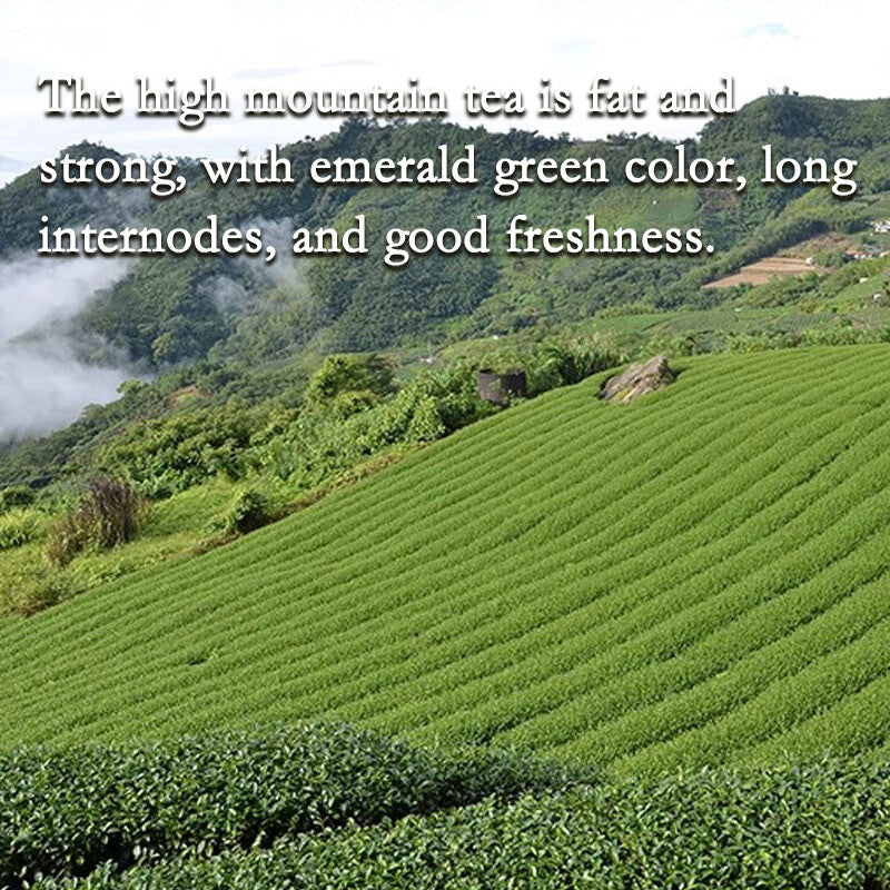 milk Oolong Tea Taiwan Alpine Alishan Milk Oolong Loose Tea Leaves JinXuan Tea