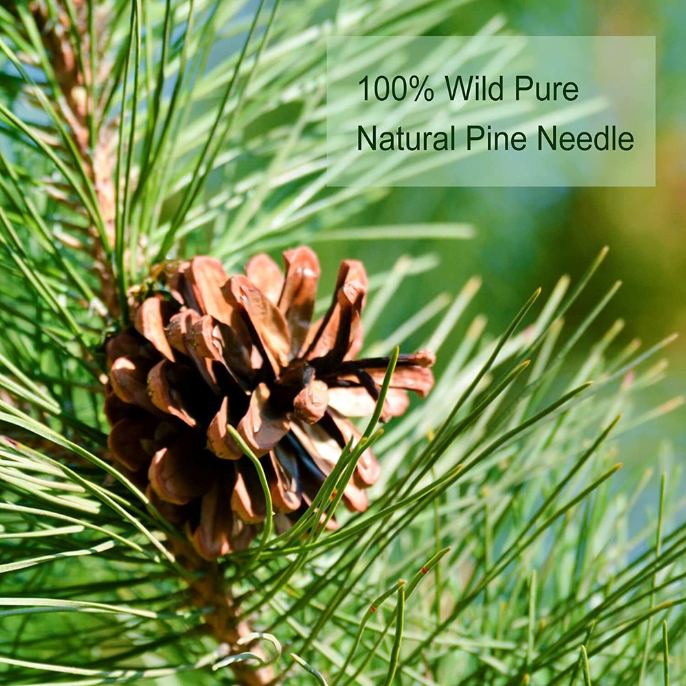 2024 TEARELAE Pine Needle Tea Natural Masson Pine Needles Herbal Tea 142g