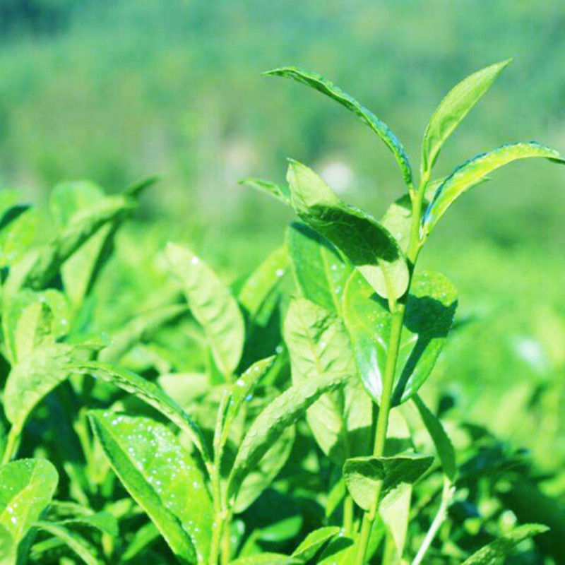 Milk Oolong Tea Milk Tea Natural GreenTea 100g Taiwan High Mountain Jin Xuan Tea