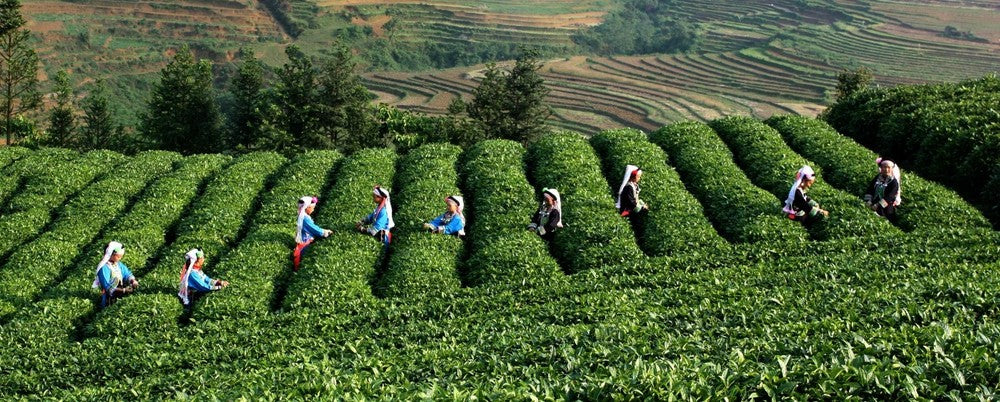 100g Top Pu-erh Tea Brick Made In China Ripe Tea Older Puer Tea Ancestor Antique