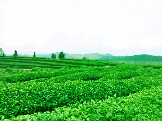 50g Factory Direct Chinese Tieguanyin Tea Oolong Tea Anxi Tie Guan Yin Green Tea