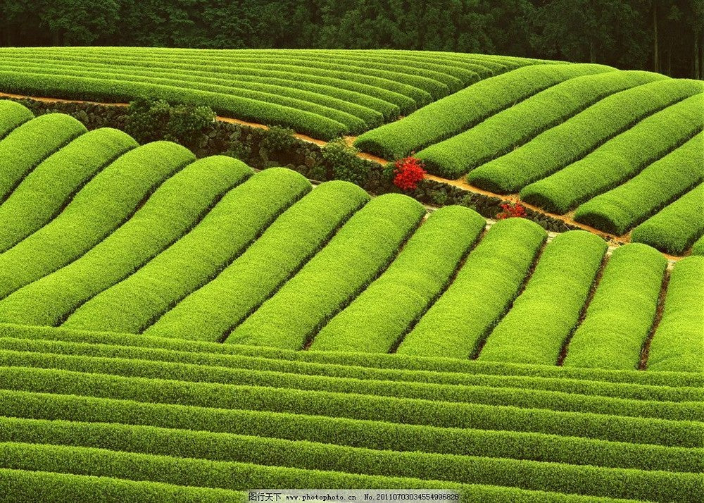 357g cha Pu-erh tea Natural organic tea China Puer tea slimming healthy tea