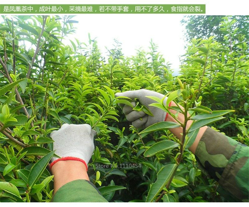 250g Phoenix Single Bush Tea Natural Oolong Tea New Spring Fenghuang Dancong Tea