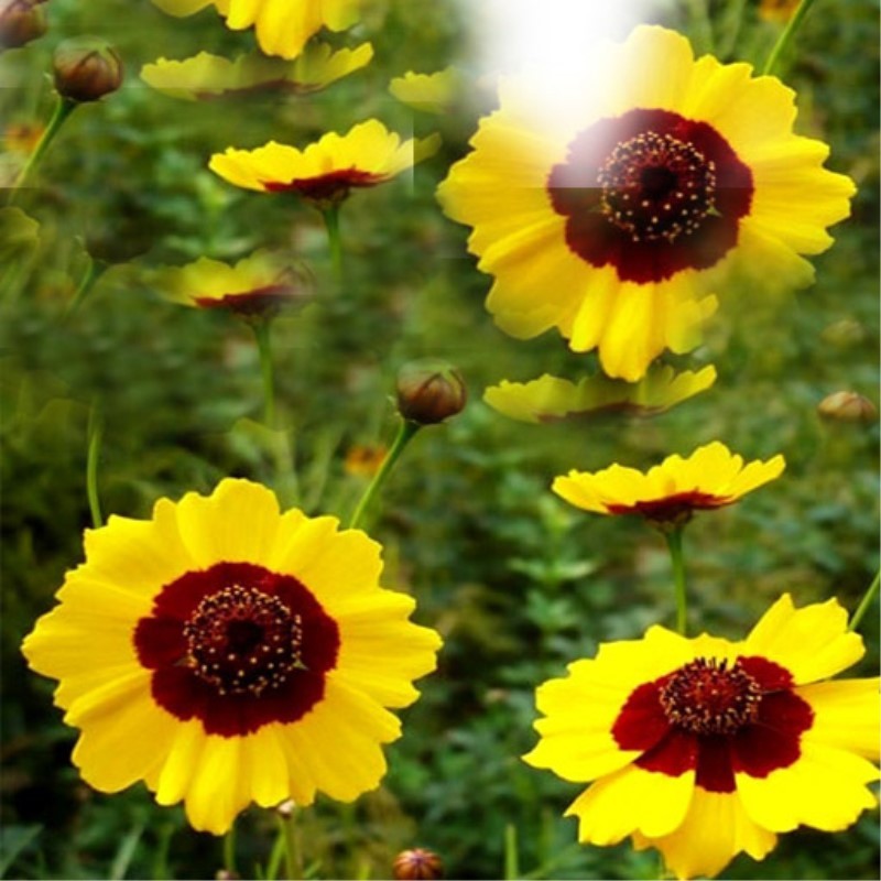 45g Mountain Snow Daisy Chrysanthemum Tea Flower Tea Beauty Health tea