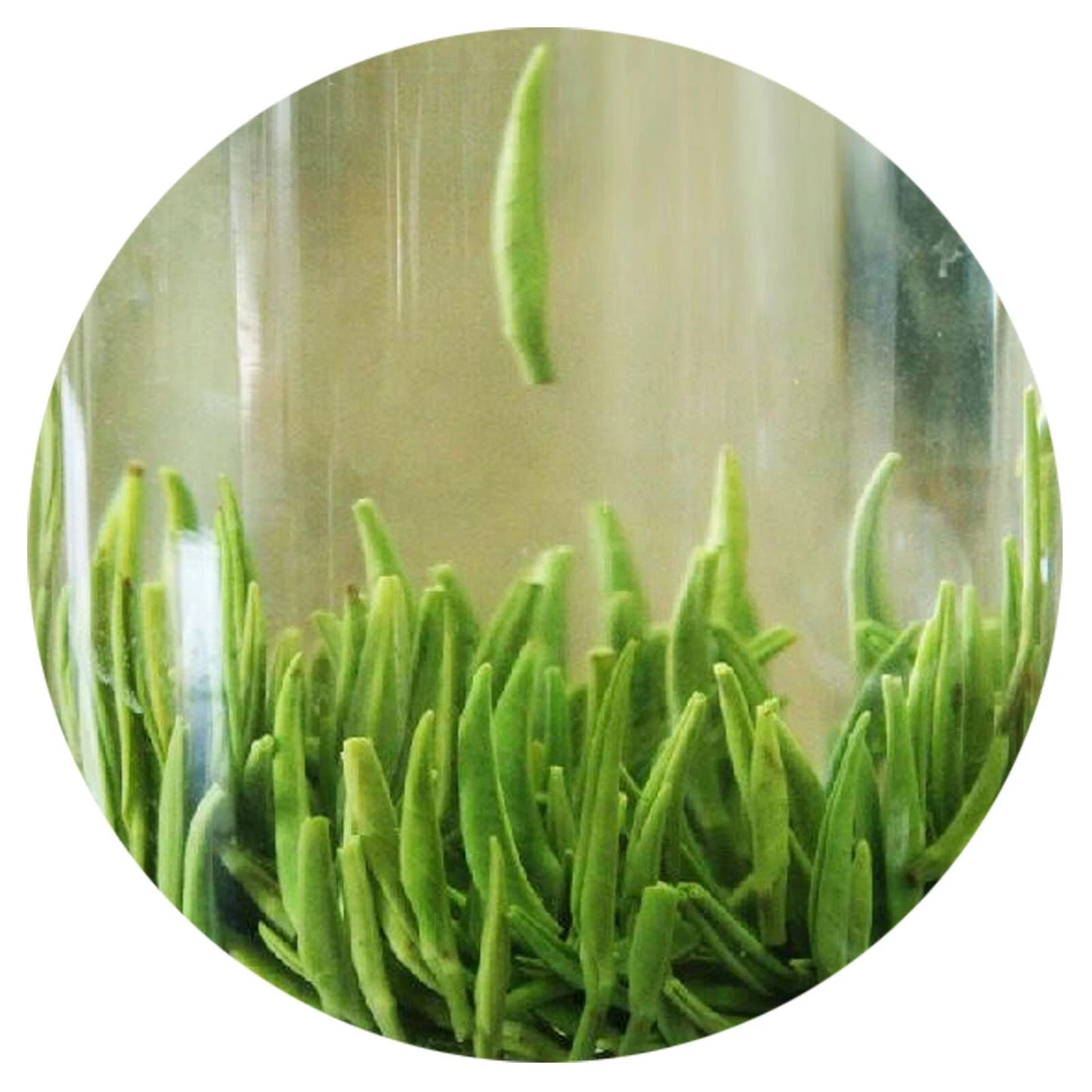 Premium Emei High Mountain Zhuyeqing Spring Bamboo Chinese GREEN TEA