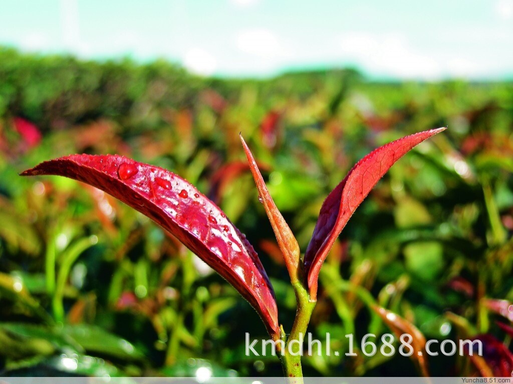 500g Yunnan Pu'er Tea Raw Tea Loose Tea