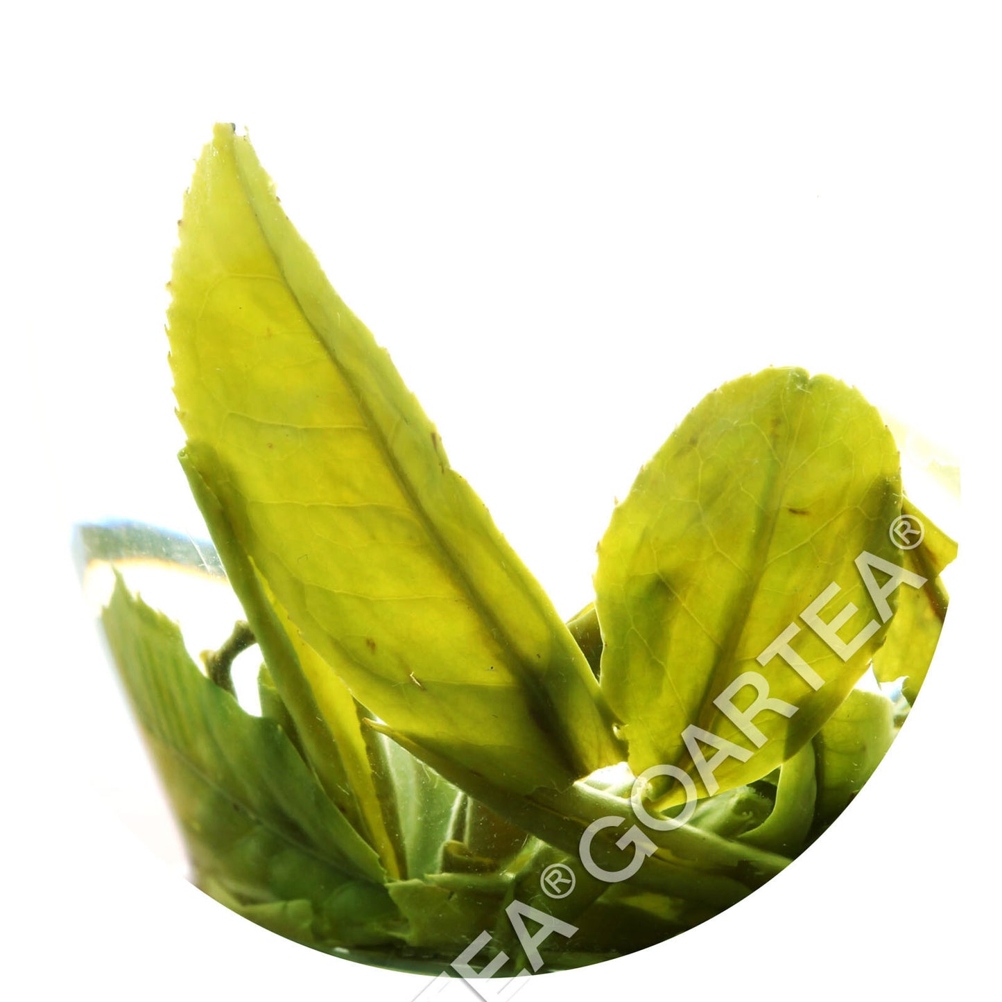 Nonpareil Supreme Suzhou Biluochun Green Tea Loose Spring Green Tea-
