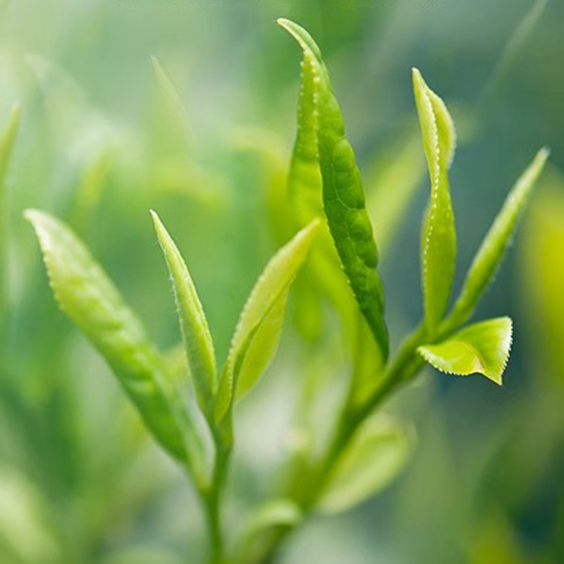 Milk Oolong Tea Original Good Tea Natural Organic Oolong Tea Without Additives