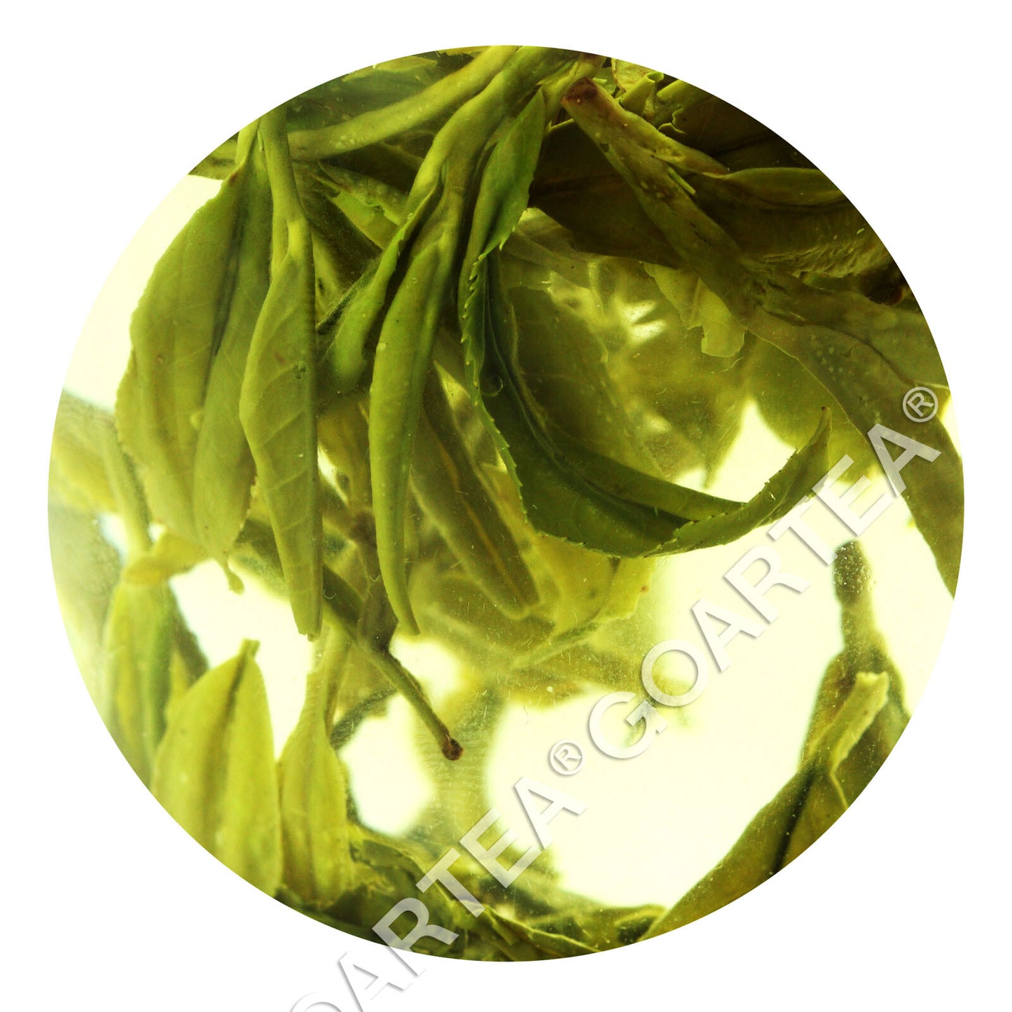 GOARTEA Top Xihu Longjing Dragon Well Spring Green Tea Long Jing Green Tea-