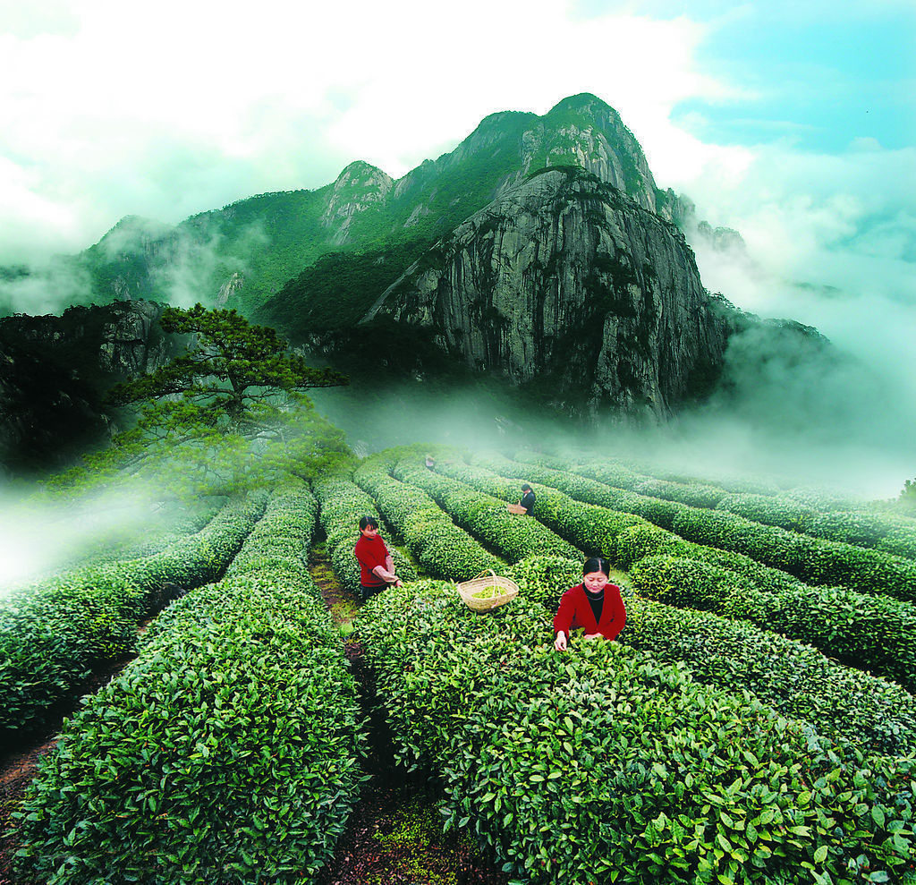 Great Ripe Pu-Erh Tea 357g Older Puer Tea Puerh Tea Pu Er Tea Black Tea