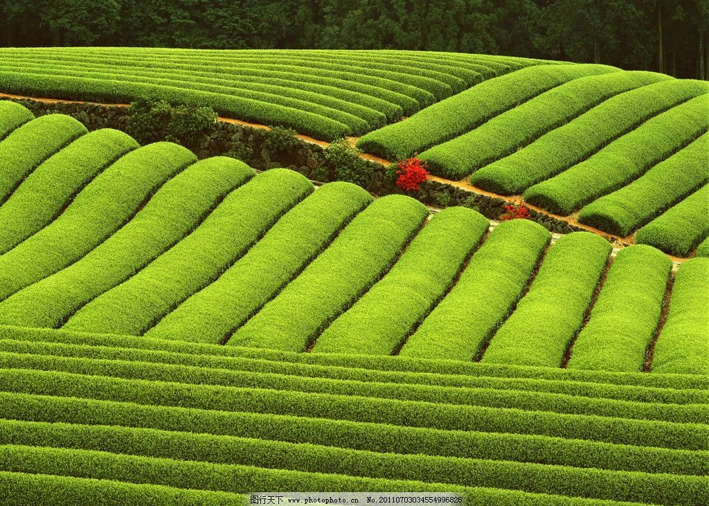cha Pu-erh tea 357g Natural organic tea China Puer tea slimming health green tea