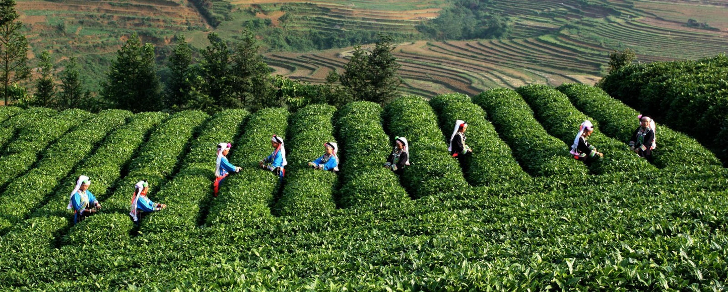 50g Mint Leaves Wild Mint tea Premium Cool Mint Tea Herbal Tea Reduce Liver Fire