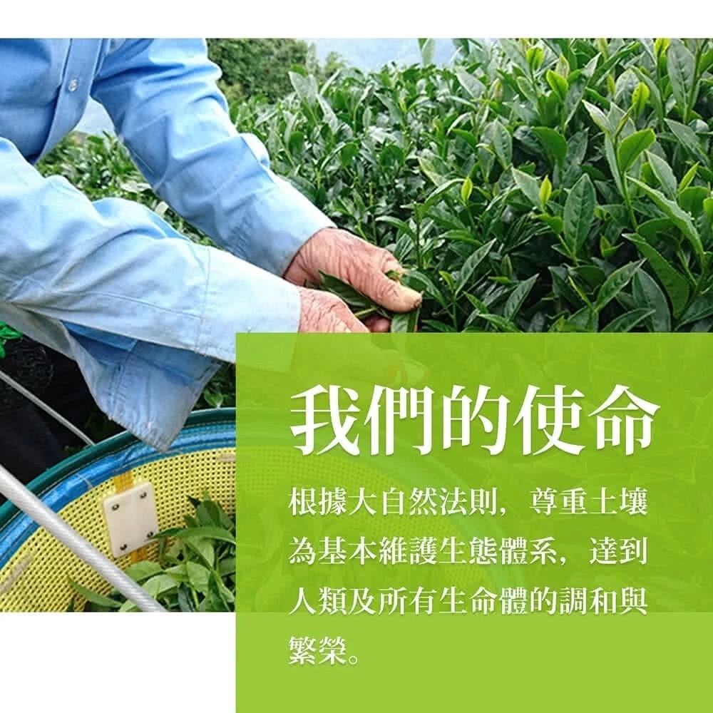 Taiwan unique tea,Lishan Snow Green Bud Tea Fragrance Oolong Tea,150g*4