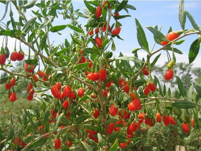New Dried Goji Berries 250g Nespera Organic Wolfberry Chinese Gouqi Herbal Tea
