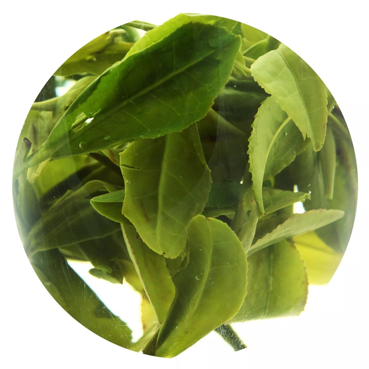 1000g Spring Anji Bai Cha Long Jing White Dragon Well Loose Chinese GREEN TEA