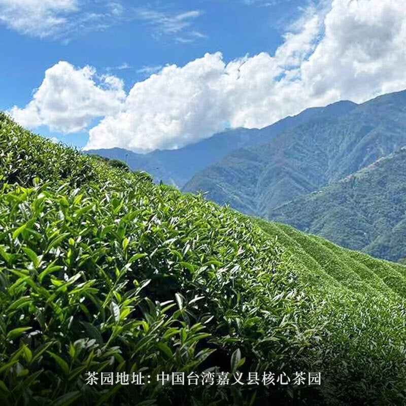 Premium Grade Oolong Tea green tea organic China Taiwan Milk Oolong Tea