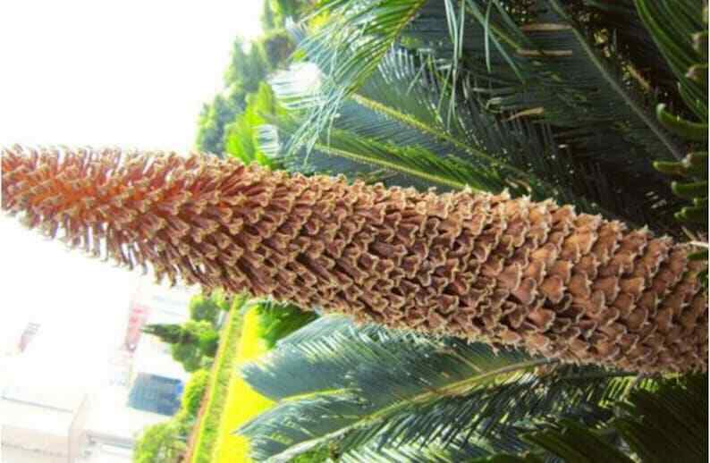 Dried Cycas Revoluta, Sago Palm Flower, Fruticose Dracaena Flower, Tie Shu Hua